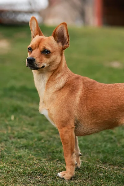 Vertikal Bild Söt Chihuahua Utomhus — Stockfoto