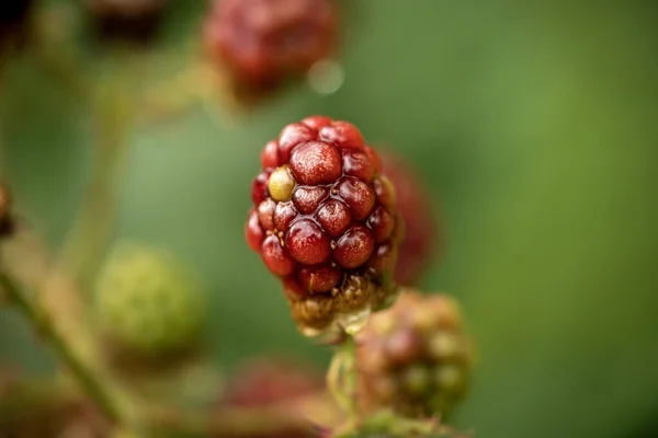 Primer Plano Mora Silvestre Fondo Borroso — Foto de Stock