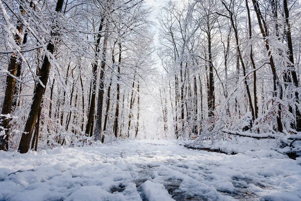 Una Hermosa Vista Los Árboles Cubiertos Nieve Bosque Feldberg Alemania —  Fotos de Stock