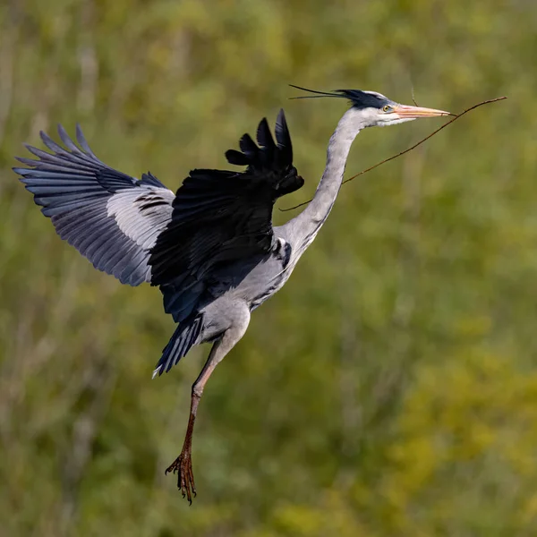 Närbild Gray Heron Hålla Pinne Och Flyga — Stockfoto