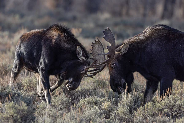 Shot Bull Moose Practice Fighting Grand Teton National Park Usa — Stock fotografie
