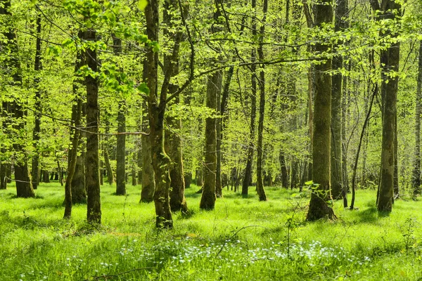 ドイツの晴れた日に緑の森で美しい風景 — ストック写真