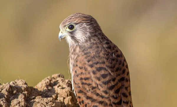 Ένα Κοντινό Πλάνο Ενός Αμερικάνικου Kestrel Ένα Βράχο — Φωτογραφία Αρχείου