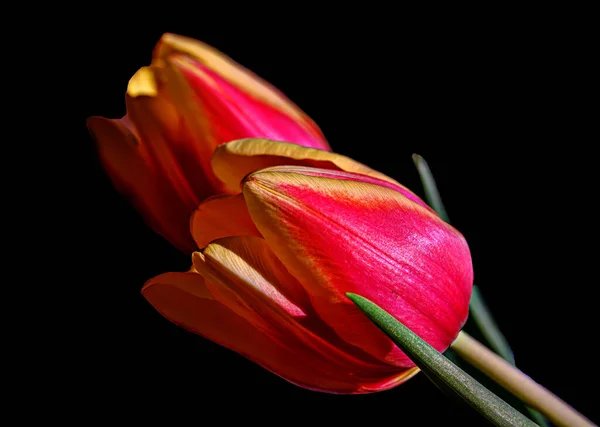 A closeup of Tulip flowers on a black background