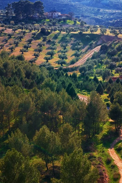 Vertical Aerial Shot Forests Cultivated Parks Daylight Toledo Spain — Stock Photo, Image