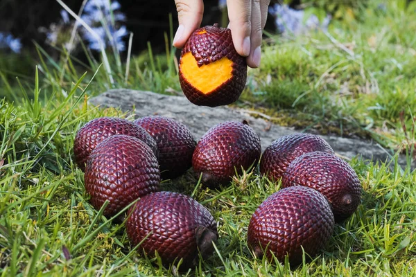 Närbild Skott Hand Som Håller Hjärtform Skuren Moriche Palm Frukt — Stockfoto