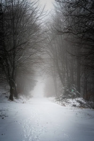 Ormandaki Sisli Karlı Bir Yolun Dikey Çekimi Karanlık Kış Sahnesi — Stok fotoğraf