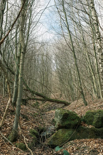 Tiro Vertical Floresta Com Árvores Secas Altas Rochas Musgo Durante — Fotografia de Stock