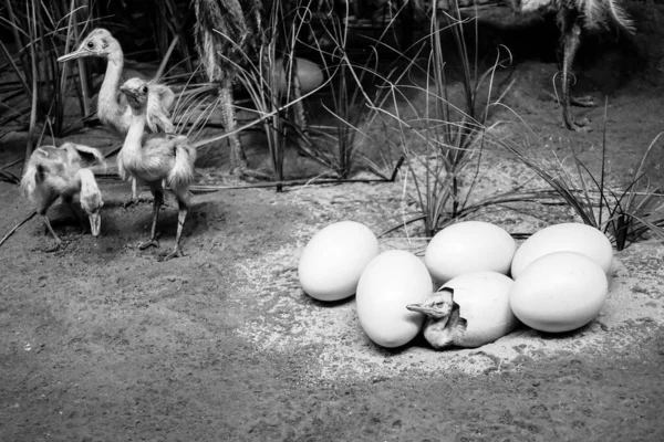 Grayscale Young Ostriches Hatched Eggs — Stock Photo, Image