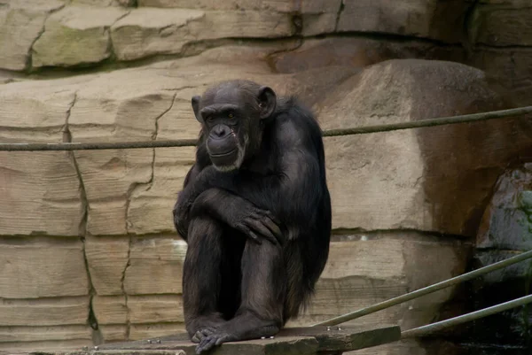 Black Chimpanzee Sitting Fence Rocks Background — Stock Photo, Image