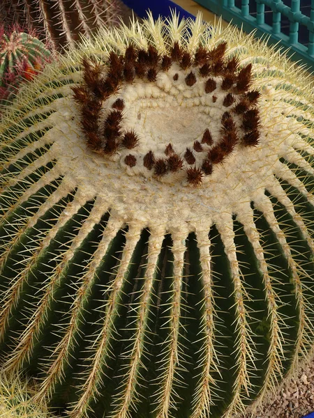 Hordó Kaktusz Marokkói Jardin Majorelle Botanikus Kertben — Stock Fotó