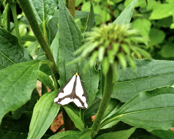 Primer Plano Una Polilla Haploa Leconte Posada Sobre Hoja Verde —  Fotos de Stock