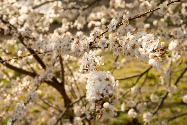 Closeup Shot Blooming White Cherry Blossom Branches — Stockfoto