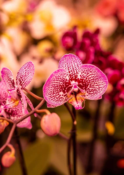 Güneşli Bir Günde Bahçedeki Pembe Orkide Çiçeklerinin Yakın Çekimi — Stok fotoğraf