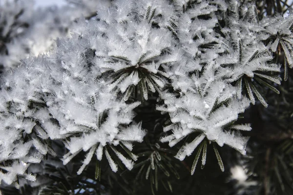 Primer Plano Las Ramas Pino Cubiertas Nieve —  Fotos de Stock