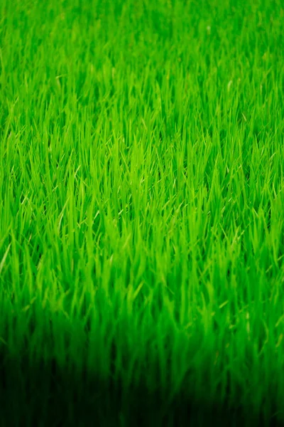 Крупный План Зеленой Травы Фермы Солнечный День Деревне Этнических Меньшинств — стоковое фото