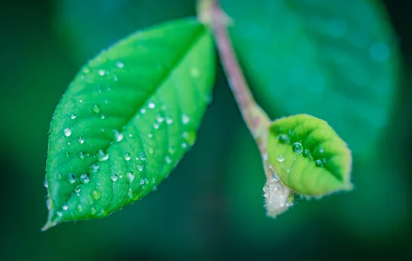 Makro Ansicht Der Taufrischen Grünen Blätter — Stockfoto