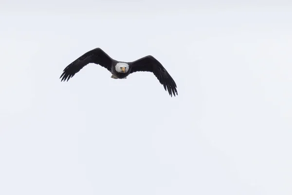 Hermoso Águila Calva Vuelo Sobre Parque Nacional Grand Teton — Foto de Stock