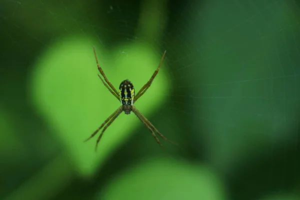 Een Close Van Een Gele Tuinspin Spinnenweb Tegen Groene Achtergrond — Stockfoto