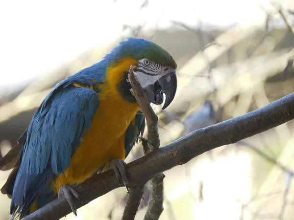 Közelkép Egy Gyönyörű Kék Arany Arapagájról Amint Egy Ágon Üldögél — Stock Fotó