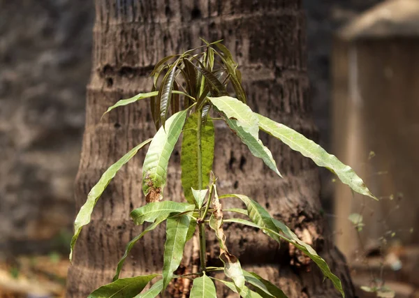 Primer Plano Brote Mango Creciendo Jardín — Foto de Stock