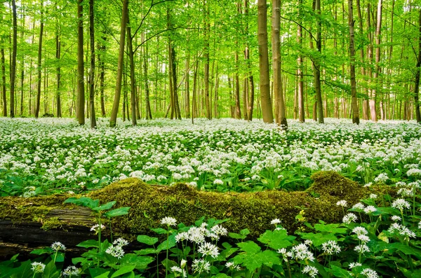A low-angle view of a beautiful forest on a sunny day in Germany