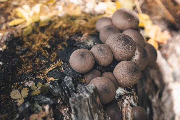 Closeup Shot Mushrooms Tree Stump — Stock Photo, Image