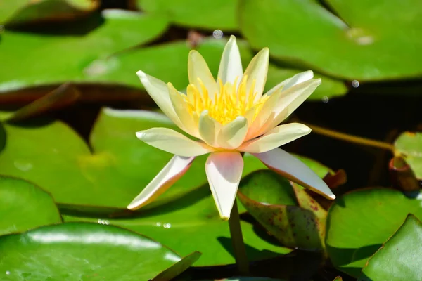 Вибірковий Фокус Знімок Квітки Водяної Лілії Ставку — стокове фото