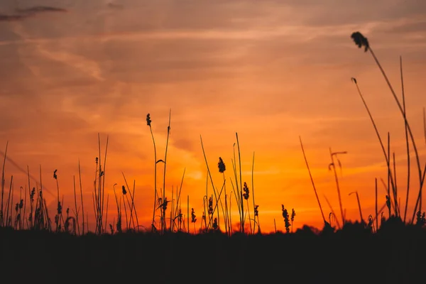 Une Silhouette Roseaux Dans Champ Brandebourg Berlin Allemagne Coucher Soleil — Photo