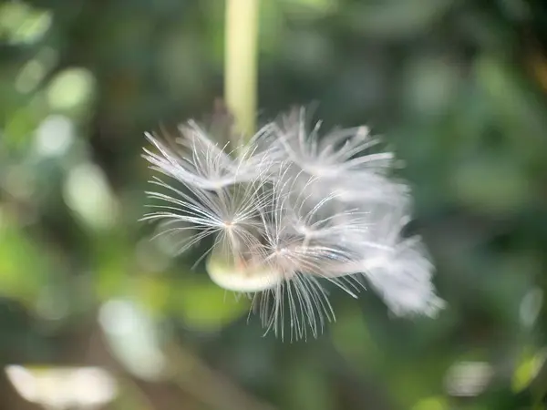 Selective Focus Shot White Fluffy Dandelion — 스톡 사진