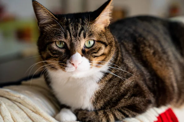 Närbild Skott Porträtt Tabby Katt Tittar Kameran — Stockfoto