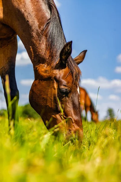 勃兰登堡 一匹马在田野里吃草的垂直镜头 — 图库照片