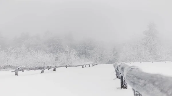 Paisaje Nevado Bosque Nublado Invierno —  Fotos de Stock