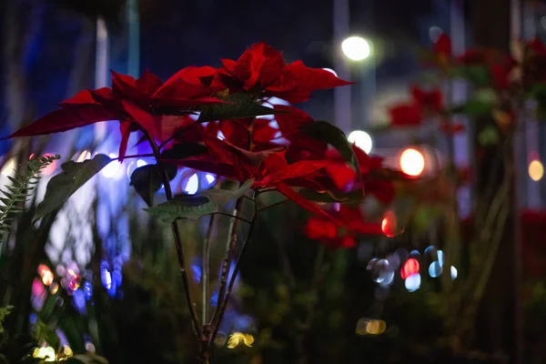 Гарний Неглибокий Фокус Червоної Poinsettia Боке Розмитим Світлом Вночі — стокове фото