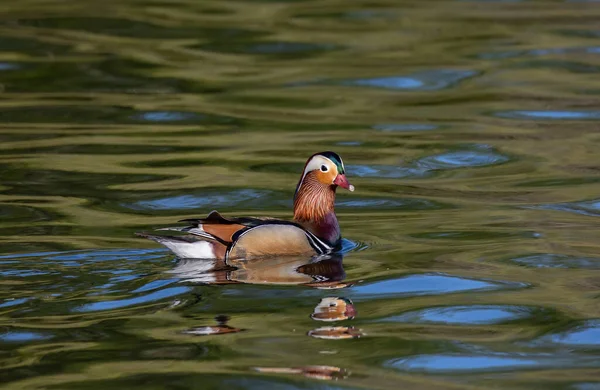 Eine Mandarinenente Aix Galericulata Schwimmt See — Stockfoto
