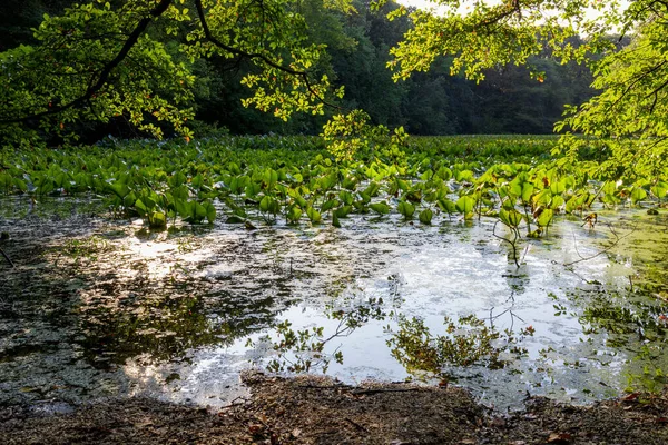 鬱蒼とした木々に囲まれた睡蓮の池の景色 — ストック写真