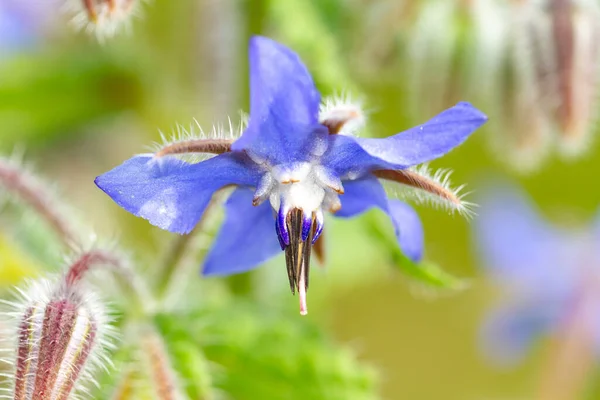 Borage Borago Officinalis Macro Detail Blue Flower Nature Concept — Stock Photo, Image
