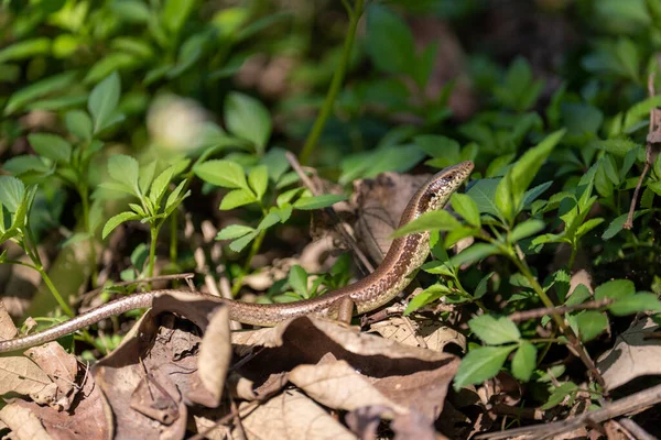 Eine Nahaufnahme Einer Gartenskink Lampropholis Guichenoti Auch Als Pfennigeidechse Bekannt — Stockfoto