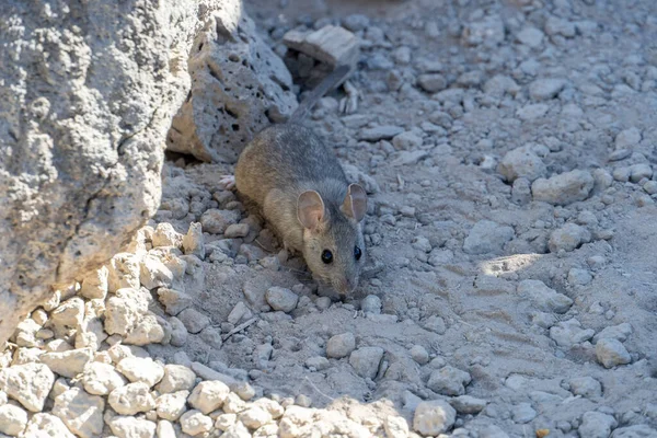 Plan Petit Rat Gris Recherche Nourriture Dans Sol Avec Des — Photo