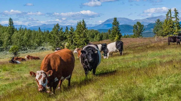 Vacas Diferentes Cores Pastando Campo Contra Pano Fundo Das Montanhas — Fotografia de Stock