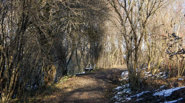 Een Wandelpad Het Gebladerte Gedeeltelijk Bedekt Met Sneeuw Tussen Enkele — Stockfoto