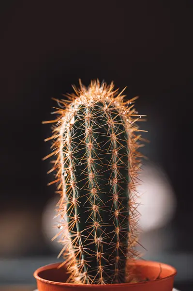 Közelkép Fekete Hátterű Kaktuszról — Stock Fotó