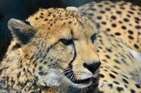 Een Close Shot Van Details Een Mooie Cheeta — Stockfoto