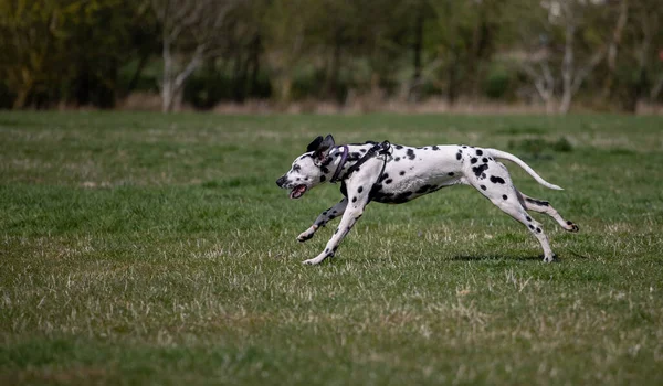 Een Dalmatiër Het Veld — Stockfoto