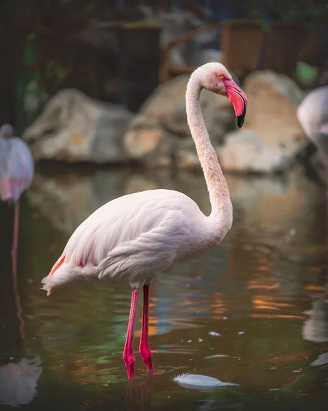 Eine Selektive Fokusaufnahme Eines Flamingos Teich — Stockfoto