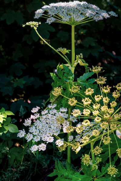 Bahçede yetişen baldıran otunun dikey görüntüsü.