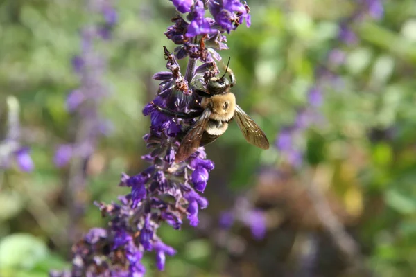 Closeup Shot Bumblebee Collecting Nectar Sage Flowers Garden Bright Sunlight — Stock Photo, Image