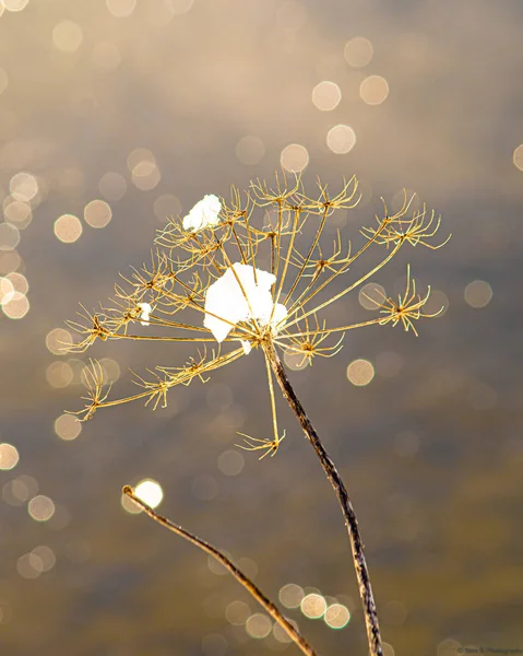 Vertical Closeup Shot Withered Dandelion Blurry Bokeh Lights — Stock Photo, Image