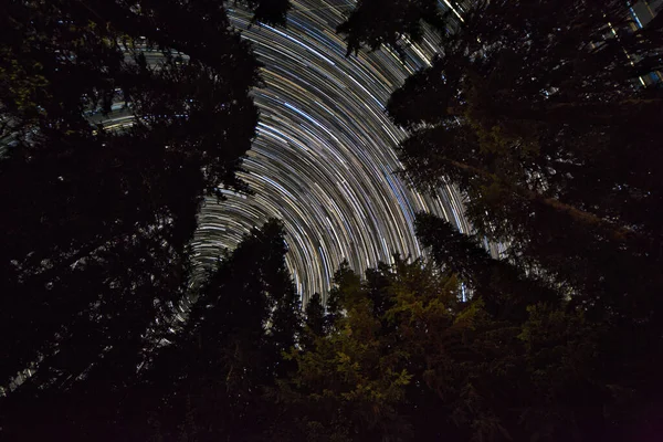 Niski Kąt Ujęcia Gwiaździstej Nocy Baldachimu Drzew Ruchu Efekt Rozmycia — Zdjęcie stockowe