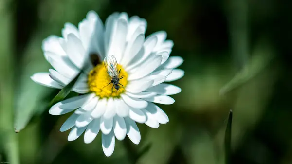 Nahaufnahme Einer Wespe Auf Einem Gänseblümchen — Stockfoto